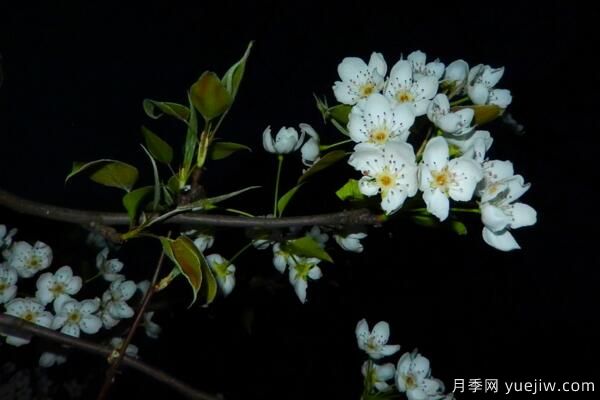 海棠花Zui具特色的6个品种(图6)