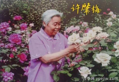 谈谈中国月季的发展史，致敬中国的月季育种家前辈们！(图20)