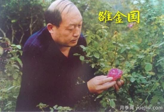 谈谈中国月季的发展史，致敬中国的月季育种家前辈们！(图26)